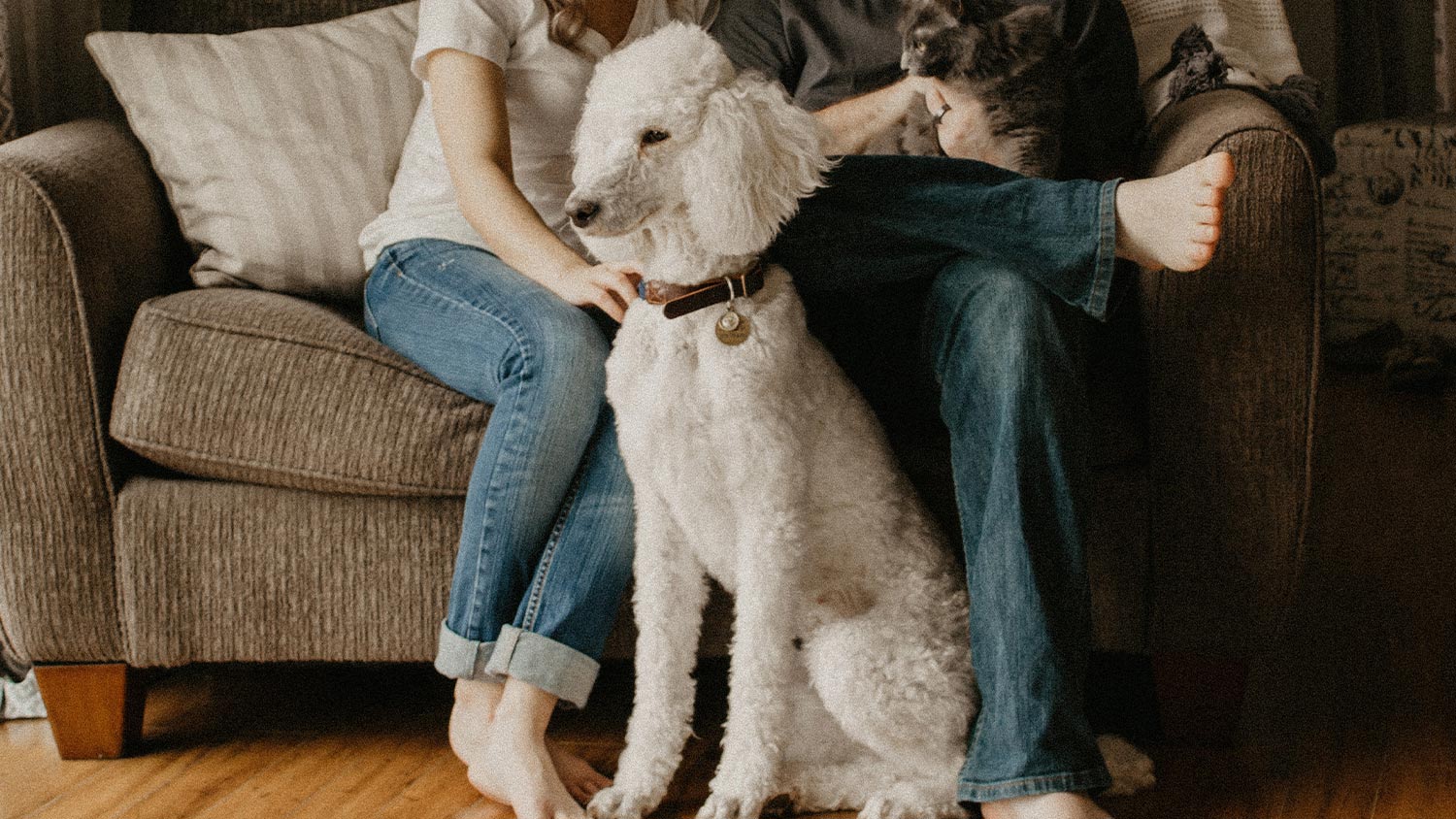 infolio-property-advisors-living-with-pets