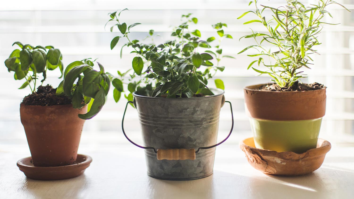 infolio-property-advisors-gardening-for-people-with-small-spaces