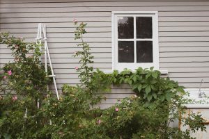 House Inspection Garden - Photo via Unsplash