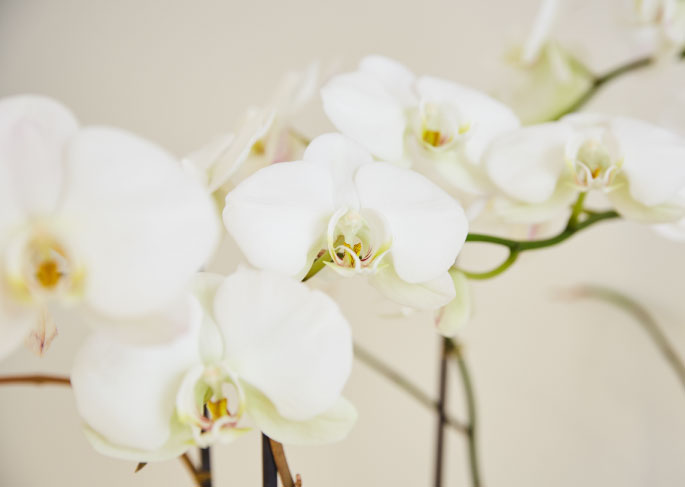 infolio-content-image